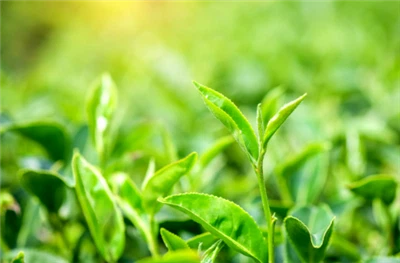 Epigallocatechin galatas (EGCG)