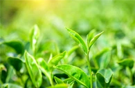 Epigallocatechin galatas (EGCG)