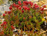 Rhodiola Rosea ekstraktas